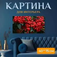 Картина на холсте "Пираканта, огненные шипы, кустарник" на подрамнике 75х40 см. для интерьера