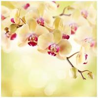 Фотообои Уютная стена "Желтые орхидеи на светлом фоне" 270х270 см Виниловые Бесшовные (единым полотном)