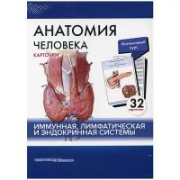 Сапин М.Р., Николенко В.Н., Тимофеева М.О. "Анатомия человека: карточки (32шт). Иммунная, лимфатическая и эндокринная системы"