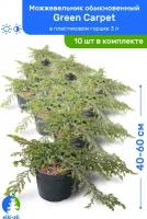 Можжевельник обыкновенный Green Carpet (Грин Карпет) 40-60 см в пластиковом горшке 3 л, саженец, хвойное живое растение, комплект из 10 шт