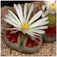 Семена Орешка Суккулент Литопс Lithops karasmontana Summitatum 10 шт