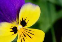 Фиалка трёхцветная (лат. Viola tricolor) семена 100шт