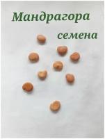 Мандрагора/ Скополия Карниолийская семена 3шт