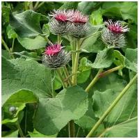 Белокопытник белый (лат. Arctium lappa) семена 150шт + подарочек