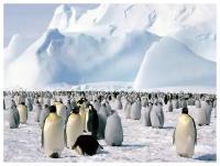 Постер на холсте Императорские пингвины (Emperor penguins) №1 40см. x 30см