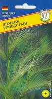 Ячмень гривастый. Семена. Декоративный Злак. Невысокое травянистое растение. Используют в ландшафтном дизайне