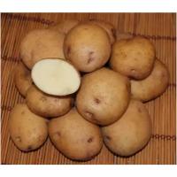 Картофель семенной сорт Синеглазка (суперэлита) (4 кг)