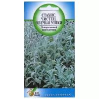 "Стахис многолетний Овечьи Ушки, 40 семян"