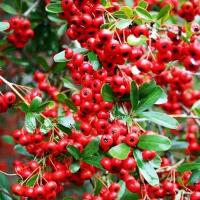 Пираканта ярко-красная (лат. Pyracantha coccinea) семена 50шт + подарочек