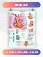 Постер на холсте анатомия сердца биология больница 30х40 см