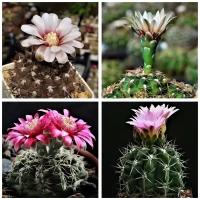 Семена Орешка Суккулент Кактус Gymnocalycium mix 10 шт