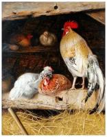 Репродукция на холсте Курицы (Chickens) №4 Джемс Уильям 40см. x 52см