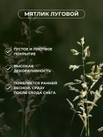 Газонная трава семена мятлика лугового 5кг, Зеленый Метр