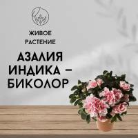 Азалия индика, живое комнатное растение, цвет бело-розовый, диаметр 12