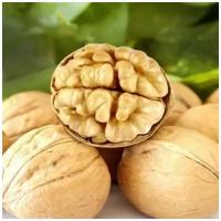 Семена Орешка Грецкий орех Чили крупный 5 шт