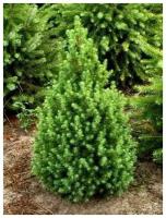 Ель сизая/канадская (Picea glauca Conica C1 20-40)