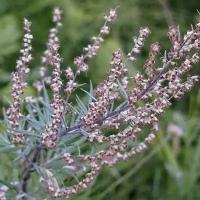 Полынь горькая (лат. Artemisia absinthium) семена 250шт + подарочек