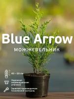 Можжевельник скальный Блю Эрроу Blue Arrow саженец C2-C3