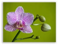 Гравюра Постер на бумаге / Orchid / Орхидеи