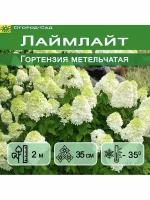 Гортензия метельчатая Лаймлайт (Limelight) Р9