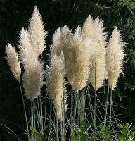 Пампасная трава - Кортадерия Селло (лат. Cortaderia selloana) семена 15шт