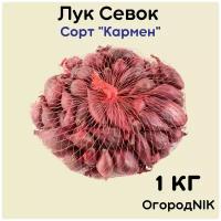 Лук Севок сорт "Кармен"