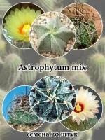 Кактус Astrophytum (смесь видов) семена 20 штук