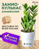 Живое растение в кашпо, долларовое дерево Замиокулькас, комнатный цветок денежное дерево, диаметр горшка 12 см, высота 50 см