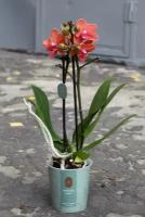 Мини орхидея "Алый закат" (D-10 H-40)