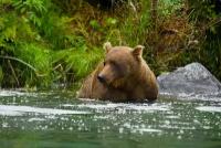 бурый медведь, животные картина постер 20 на 30 см, шнур-подвес в подарок