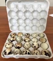 Упаковка для перепелиных яиц из картона 100 шт