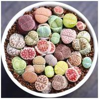 Семена Орешка Суккулент Литопс Lithops mix 10 шт