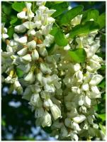 Семена Акация белая (Робиния ложноакациевая) / Robinia pseudoacacia, 20 штук
