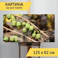 Картина на ОСП 125х62 см. "Актинидия коломикта, актинидия, киви" горизонтальная, для интерьера, с креплениями