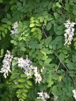 Семена Акация белая (Робиния ложноакациевая) / Robinia pseudoacacia, 60 штук