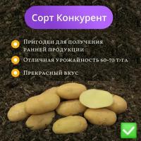 Картофель семенной конкурент (суперэлита) (4 кг)