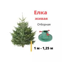 Живая елка 1м - 1,25 м с подставкой