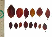 Плоские сухоцветы - Кизильник, осенние листья для заливки смолой и рукоделия, 20 шт