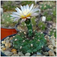 Семена Орешка Суккулент Кактус Gymnocalycium borthii GN-1075/3935 10 шт