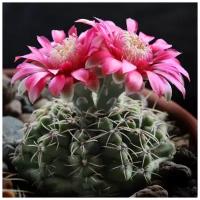 Семена Орешка Суккулент Кактус Gymnocalycium baldianum P-127 10 шт