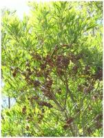 Семена Акация чёрная (Acacia melanoxylon), 10 штук