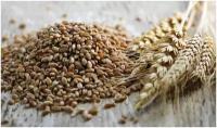 Пшеница свежее зерно в мешке 5кг не шлифованная Эко продукт для проращивания и пивоварения Алтайская