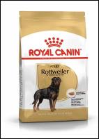 Rottweiler Adult