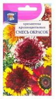 Семена цветов Хризантема многолетняя "Смесь окрасок", крупноцветковая, 0,02 г