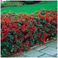 Пираканта ярко-красная (лат. Pyracantha coccinea) семена 50шт