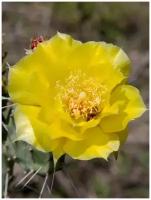 Семена Кактус Опунция стелющаяся морозостойкая (Opuntia humifusa), 10 штук