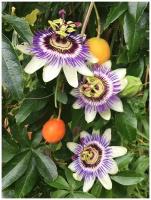 Семена Маракуйя пассифлора съедобная (Passiflora edulis), 5 штук