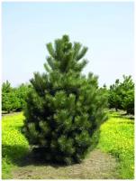 Семена Сосна чёрная (Pinus nigra), 15 штук