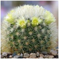 Семена Орешка Суккулент Кактус Mammillaria densispina Rog-490 10 шт