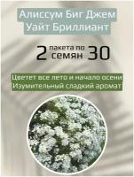 Цветы Алиссум Биг Джем Уайт Бриллиант 2 пакета по 30шт семян